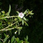 Sauvagesia erecta Cvet