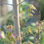 Acer paxii 树皮