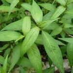 Persicaria odorata Blad