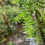 Tsuga diversifolia Leaf