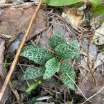 Goodyera tesselata Leaf