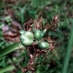 Hymenocallis latifolia Frucht