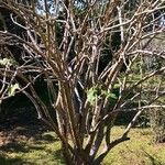 Jatropha curcas Habit