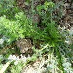 Artemisia annua Ŝelo