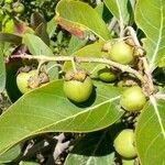 Byrsonima crassifolia Fruit