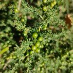 Asparagus acutifolius Fruto