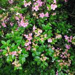 Rhododendron simsii Květ