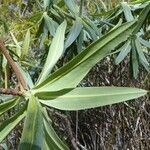 Hibbertia rubescens Habit