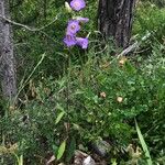 Campanula medium Hábito