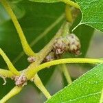 Quercus sartorii Meyve