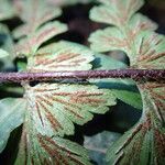 Asplenium aethiopicum Leaf