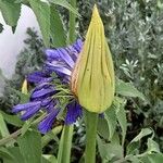 Agapanthus inapertus Lehti