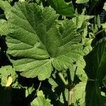 Erodium malacoides Blatt