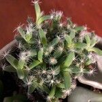 Trichodiadema densum Folha