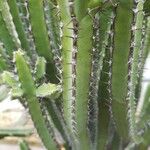 Euphorbia petraea Blad