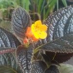 Chrysothemis pulchella Çiçek