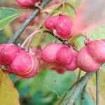 Euonymus europaeus 果