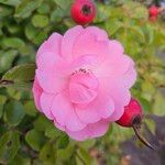 Rosa multifloraΛουλούδι
