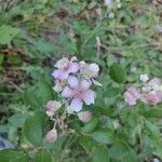 Rubus ulmifolius花