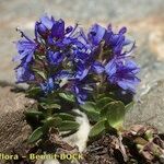 Veronica nummularia 形態