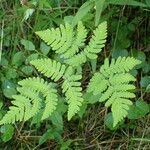 Gymnocarpium dryopteris Blatt