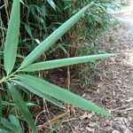 Phyllostachys sulphurea Folha