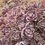 Aeonium lancerottense Hoja
