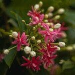 Combretum indicum Flor