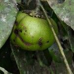 Diospyros digyna फल