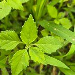 Euphorbia dentata Blad