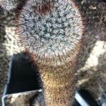 Mammillaria haageana Blad