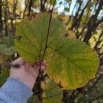 Corylus americana Hoja