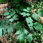 Actaea spicata Staniste