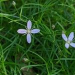 Moehringia muscosa Λουλούδι