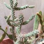 Cylindropuntia fulgidaЛисток