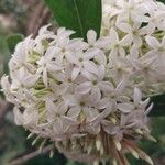 Acokanthera oppositifolia Flower