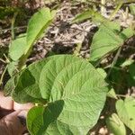 Camonea umbellata Leaf