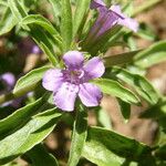 Dyschoriste linearis Flower