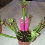 Sarracenia leucophyllaLeht