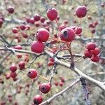 Crataegus laciniata Ffrwyth