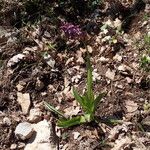 Orchis purpurea Hábito