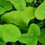 Passiflora gracilis Leaf