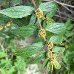 Euphorbia hirtaFlower