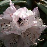 Rhododendron pachytrichum Λουλούδι