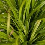 Carex pseudocyperus ഇല