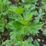 Aconitum napellusLeht