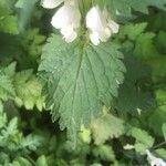 Lamium album Leaf