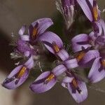 Acourtia thurberi Fleur