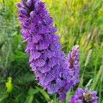 Dactylorhiza majalis Цвят