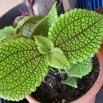 Pilea mollis Hoja